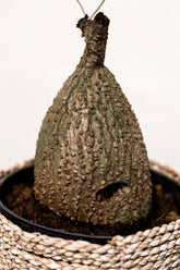 Stephania japonica